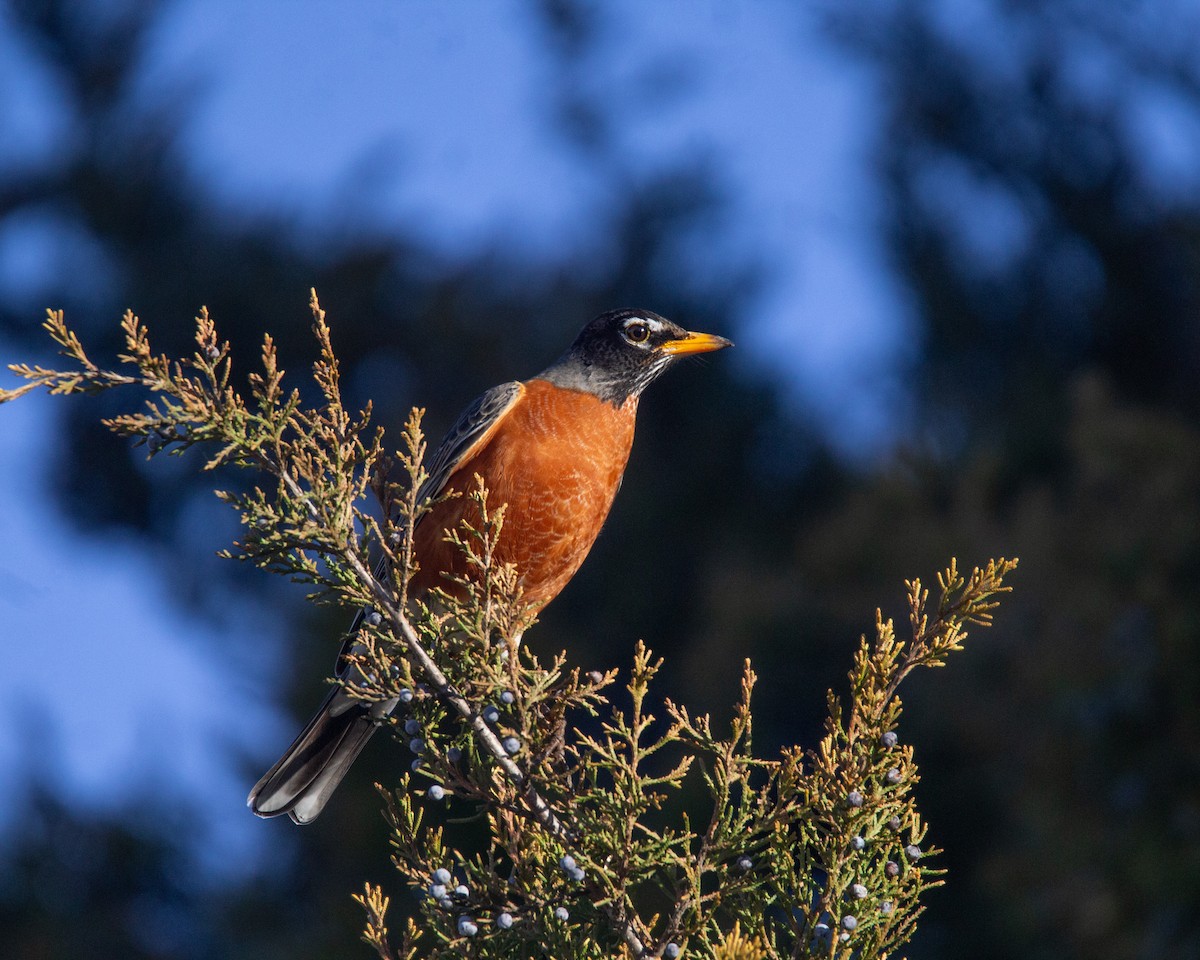 American Robin - ML615496305