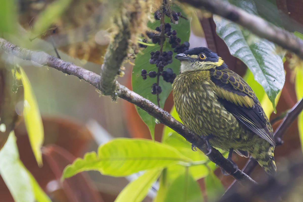 Cotinga écaillé - ML615496397