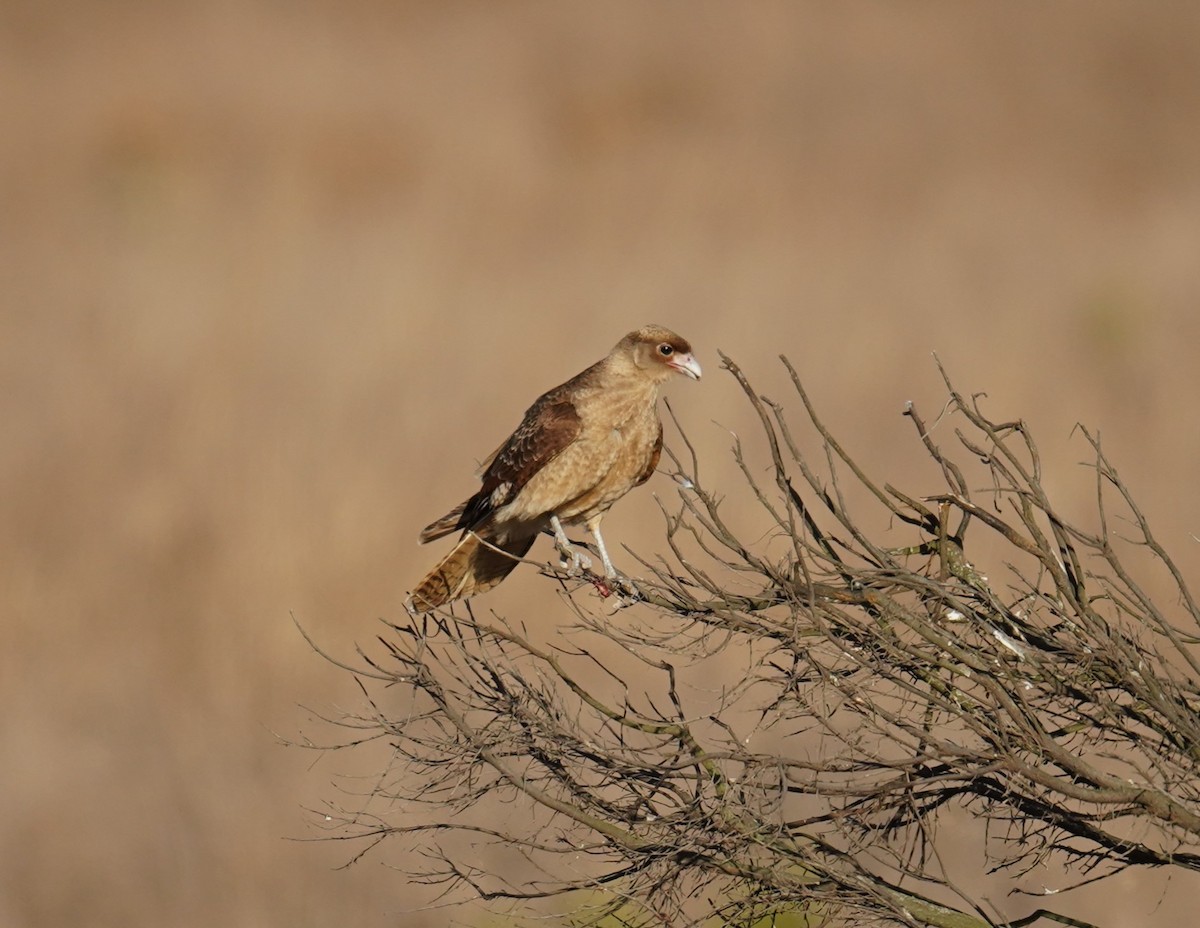 Chimango Caracara - Olivares Barraza