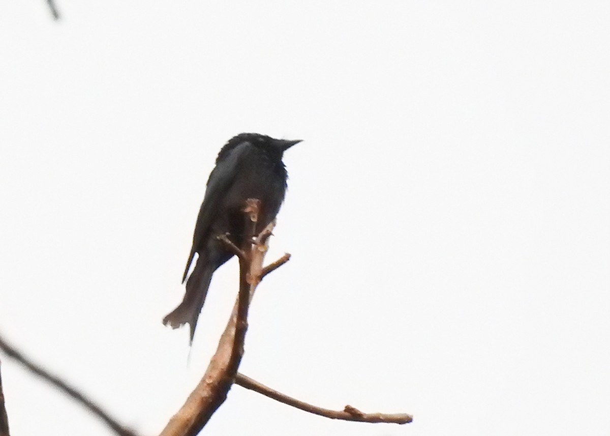 drongo sp. - ML615496424