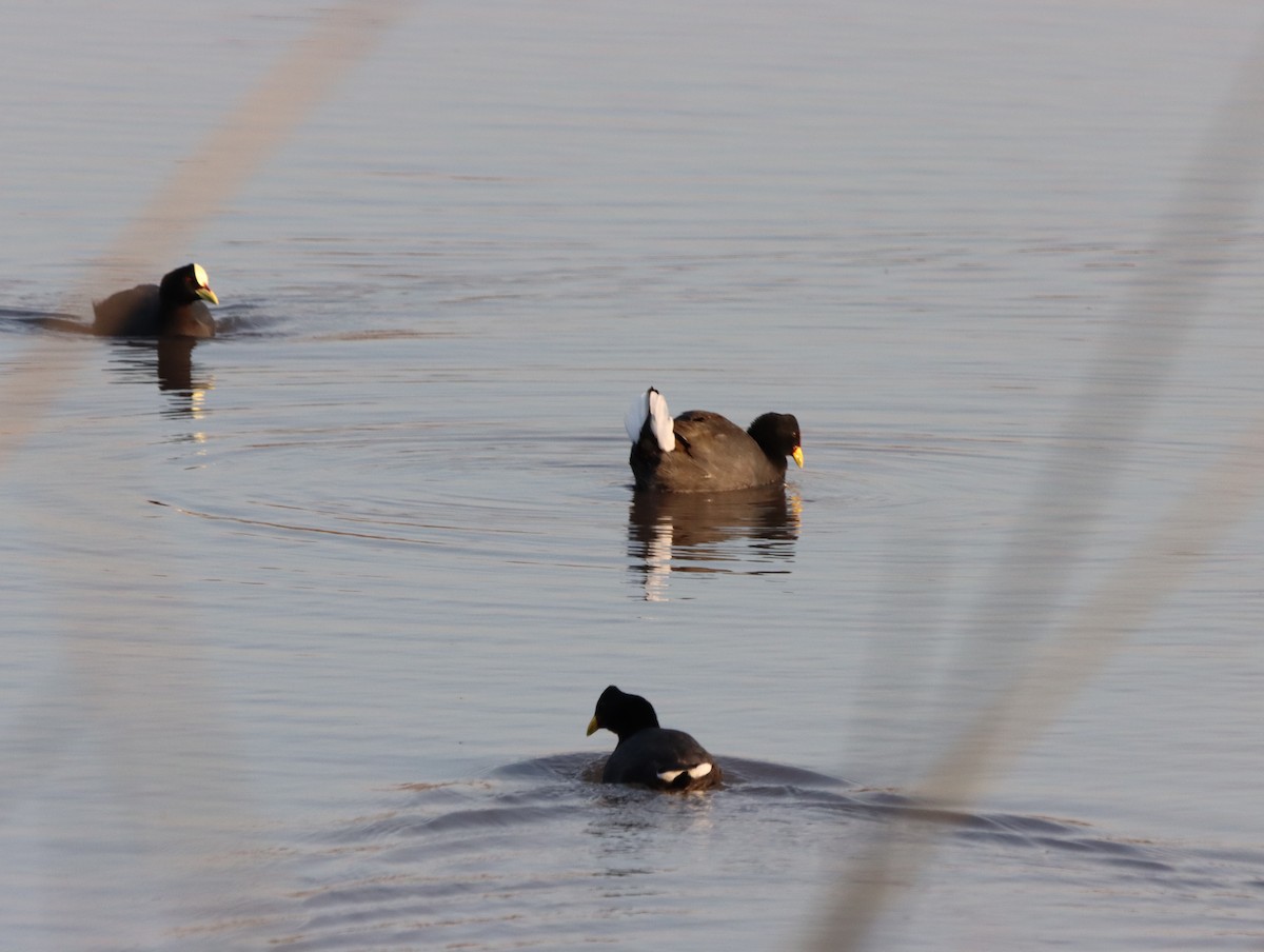 Red-fronted Coot - Mario Reyes