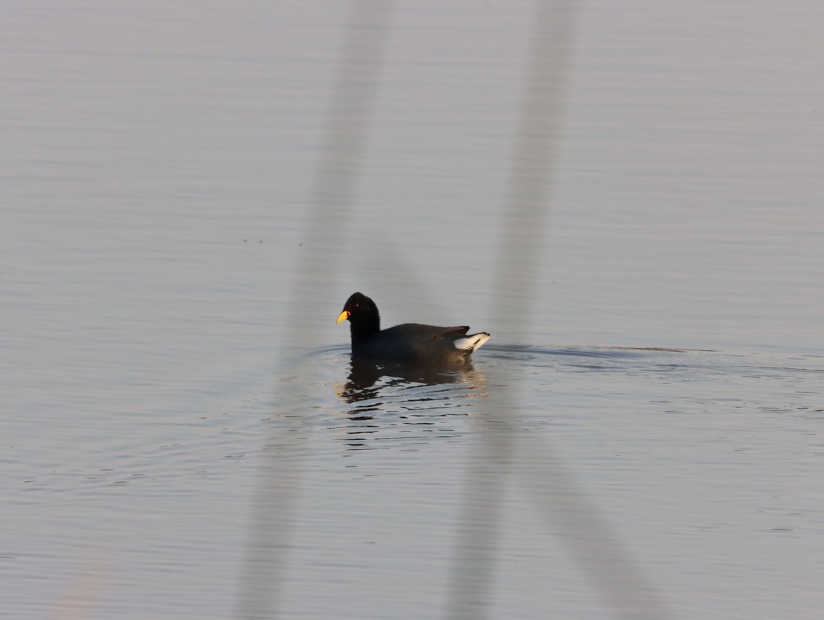 Red-fronted Coot - Mario Reyes