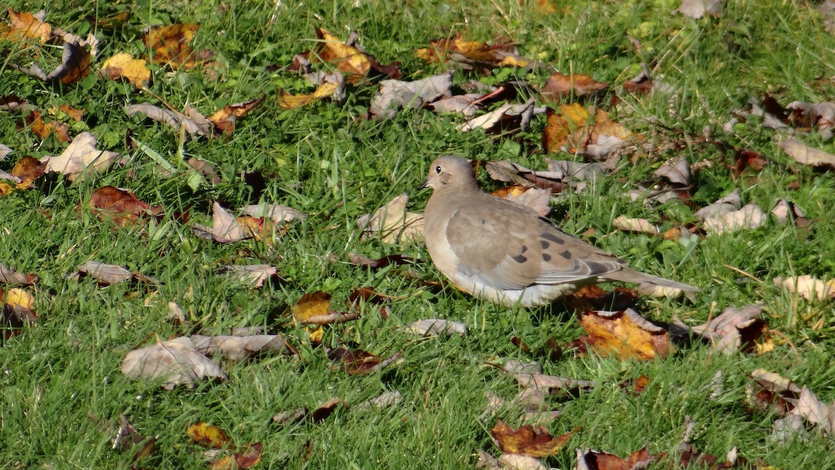 Mourning Dove - ML615496439