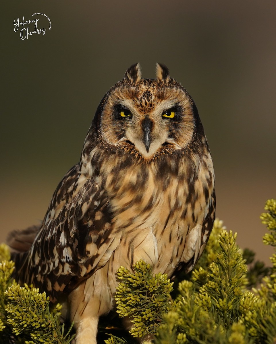 Short-eared Owl - Olivares Barraza