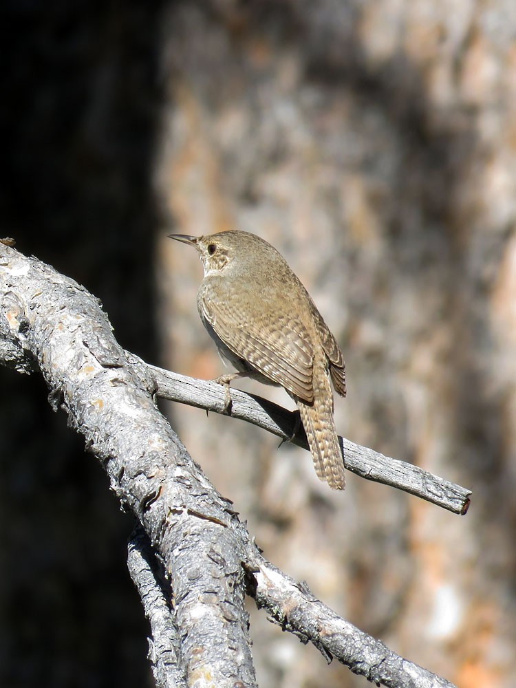 House Wren - Gena Zolotar