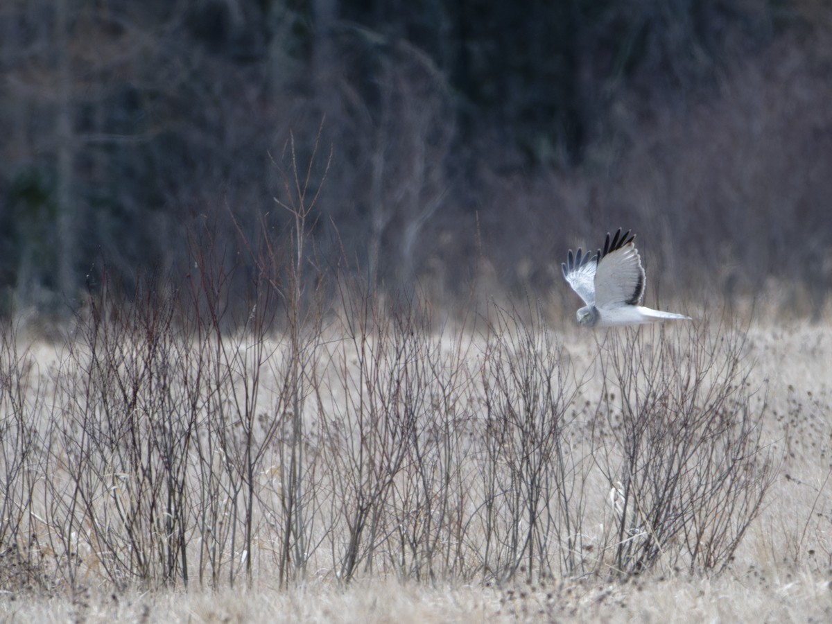 Northern Harrier - ML615496510