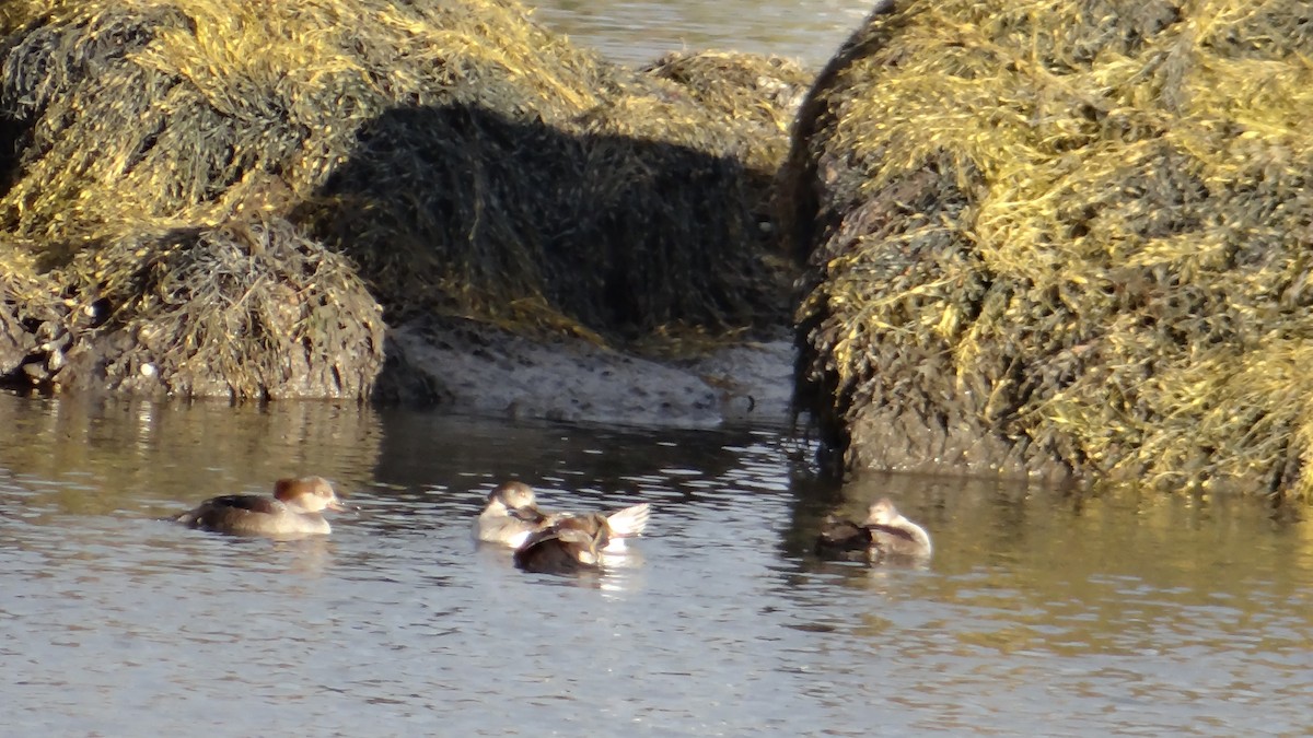 Hooded Merganser - ML615496532