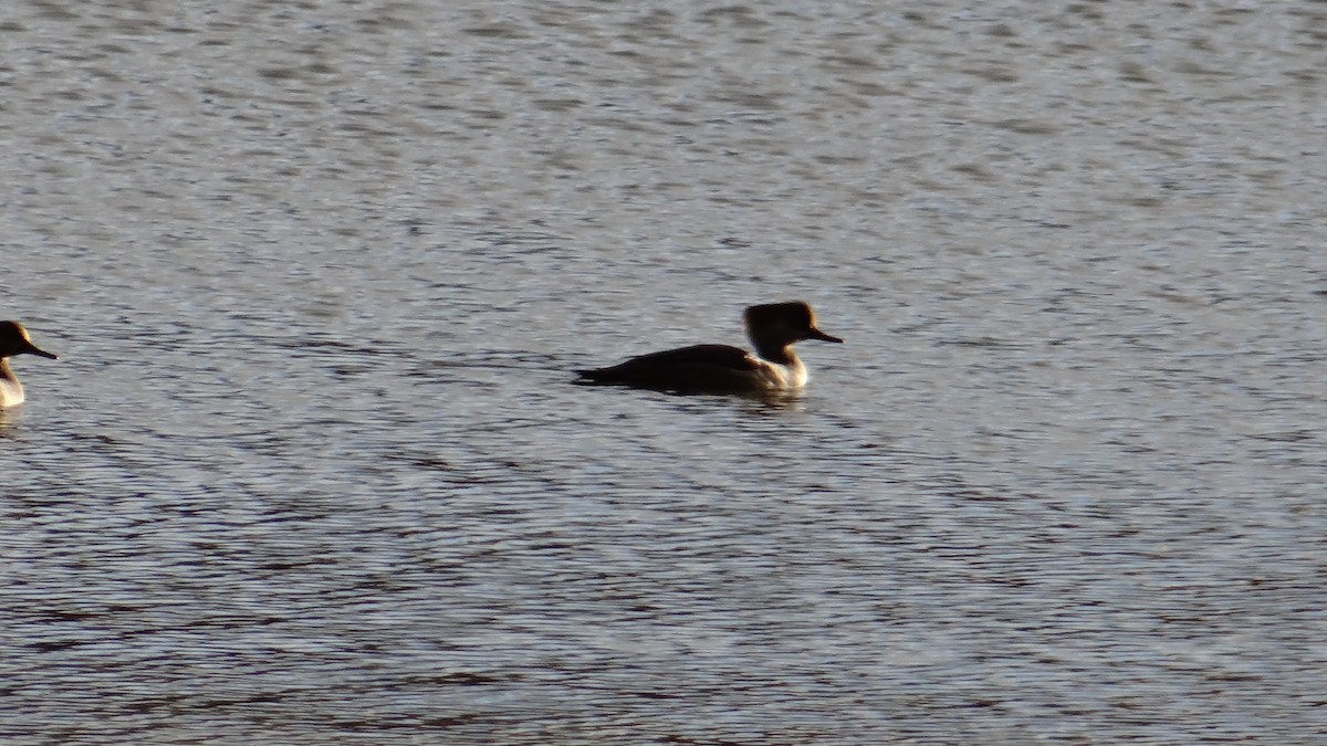 Hooded Merganser - ML615496534