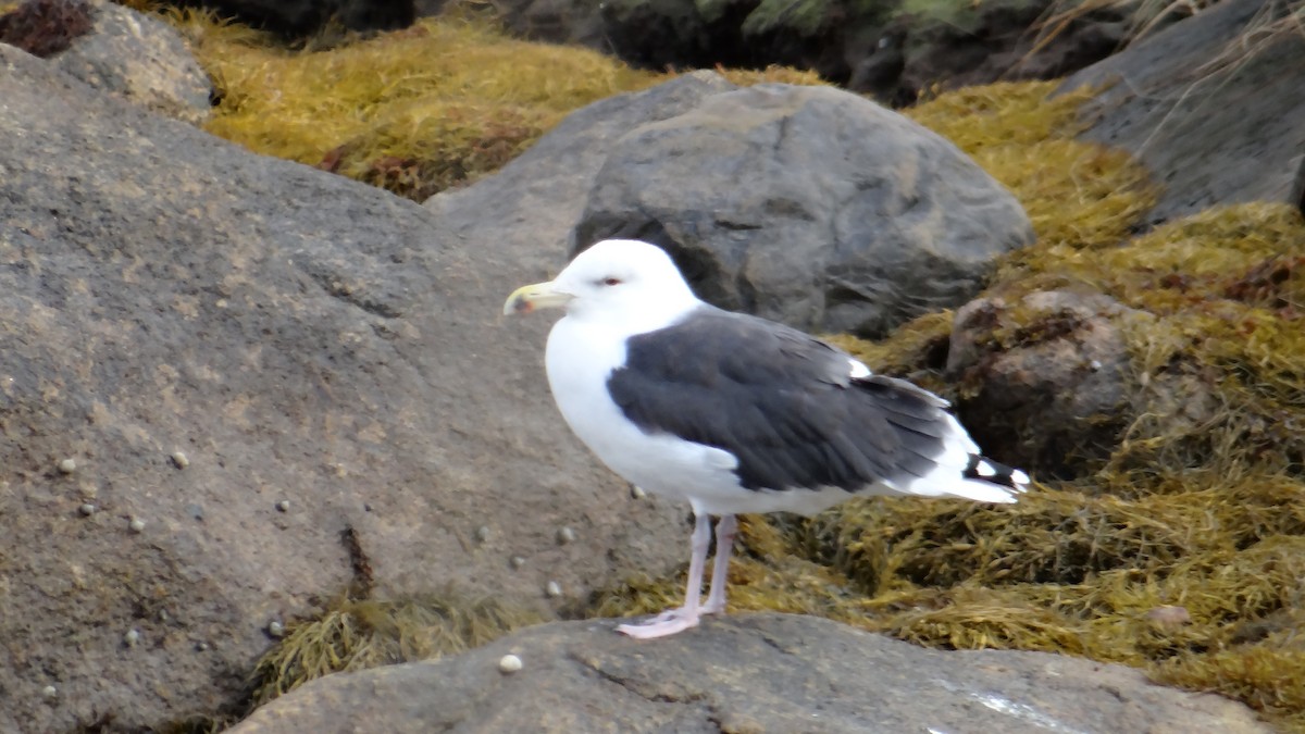 Great Black-backed Gull - ML615496540