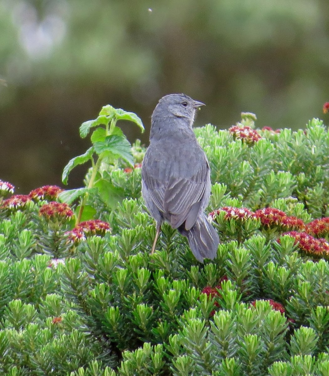 Plumbeous Sierra Finch - Andrew Collins