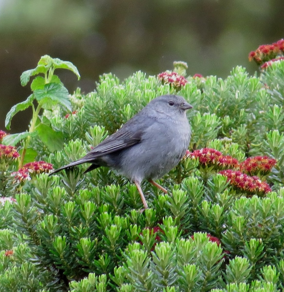 Plumbeous Sierra Finch - ML615496660