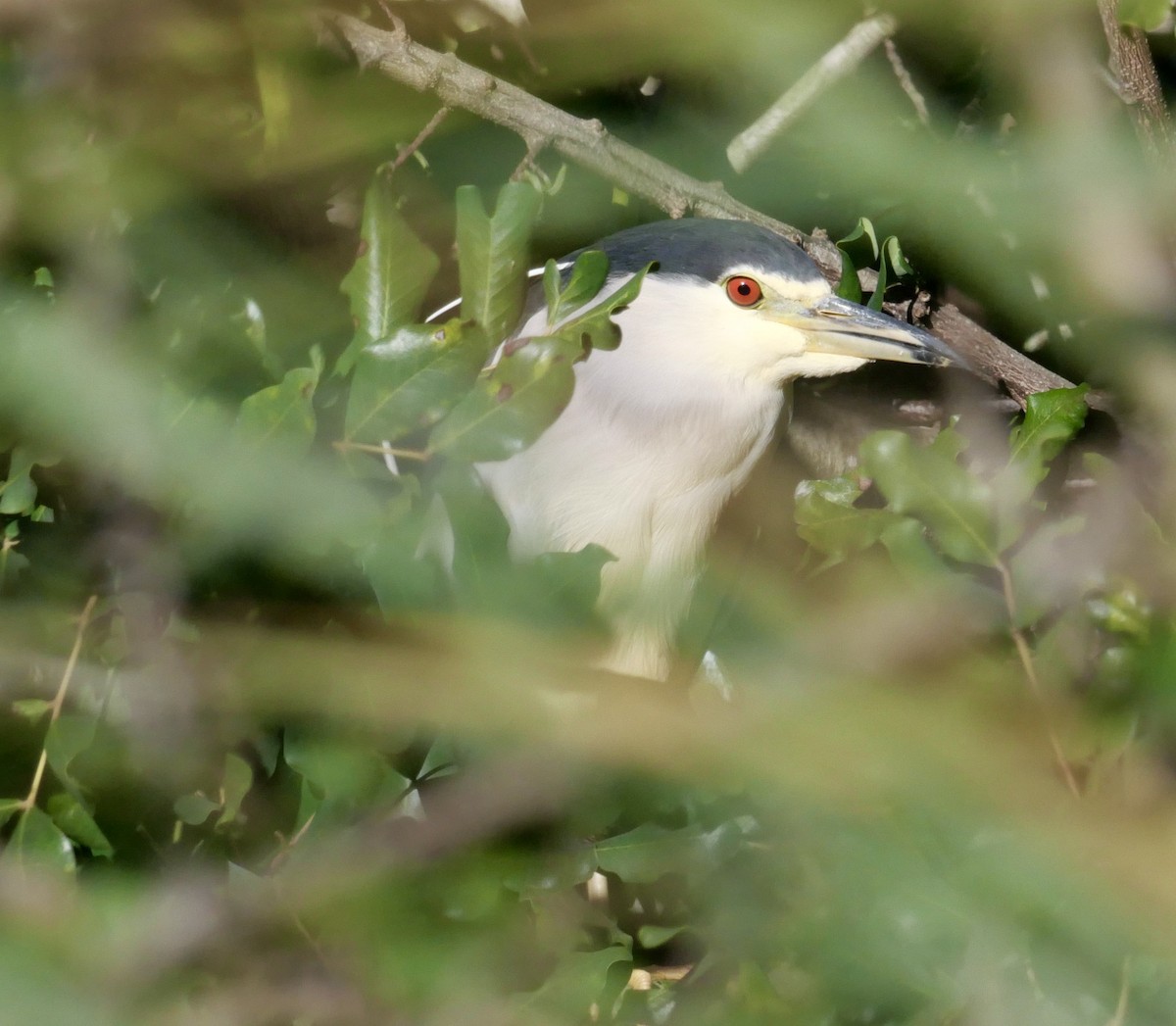 Black-crowned Night Heron - ML615496716