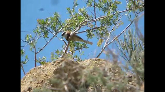 White-capped Bunting - ML615496731