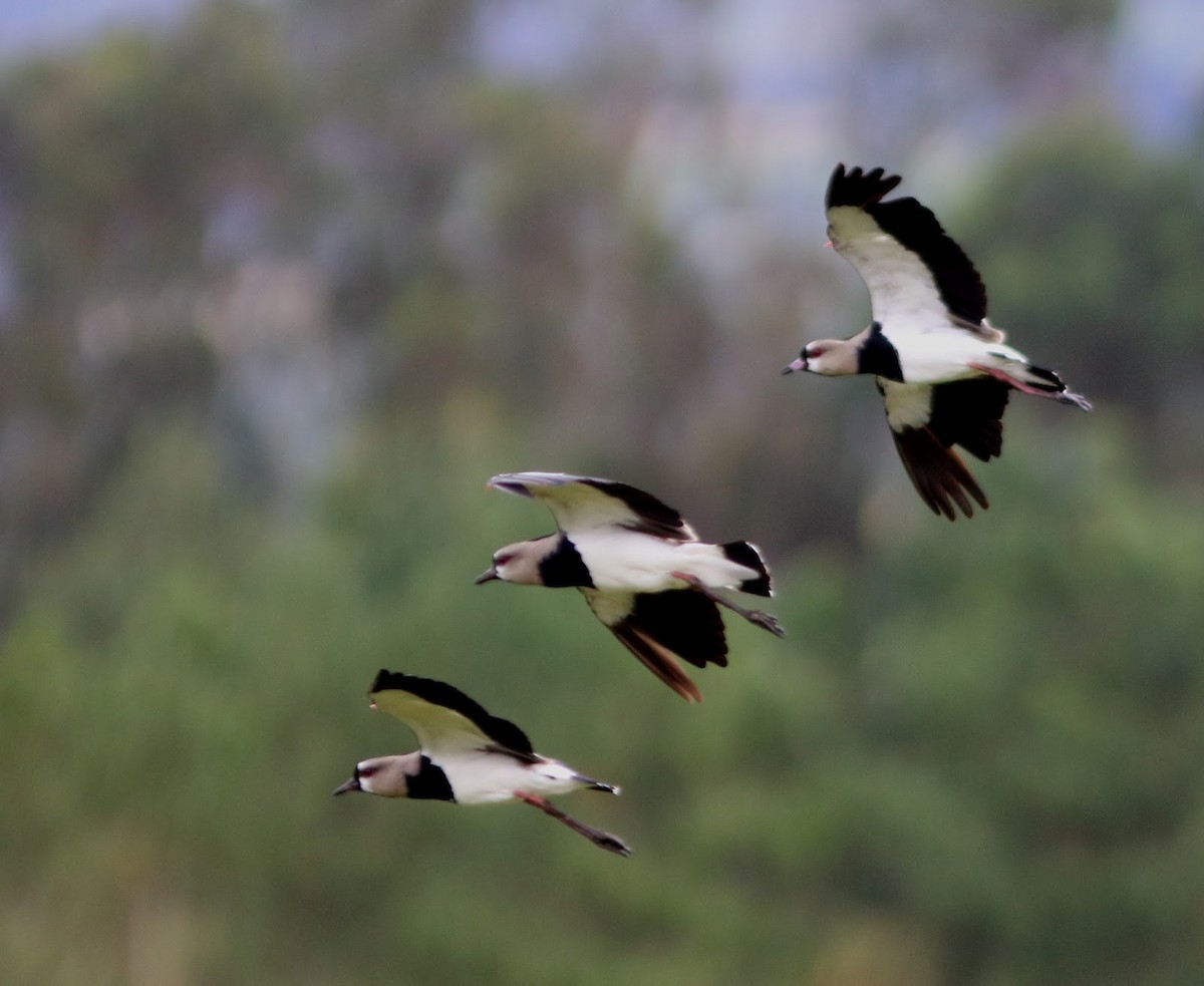 Southern Lapwing - ML615496746