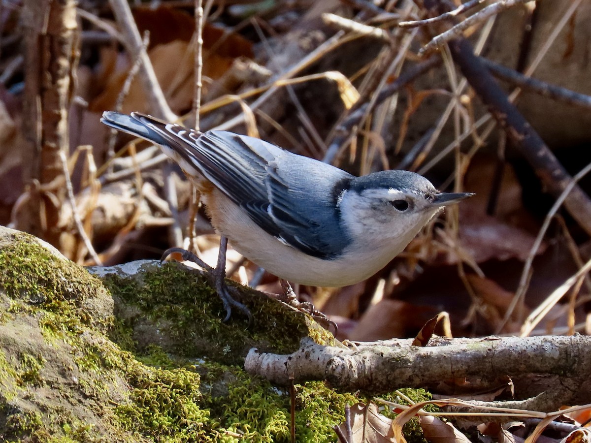 White-breasted Nuthatch - ML615496805