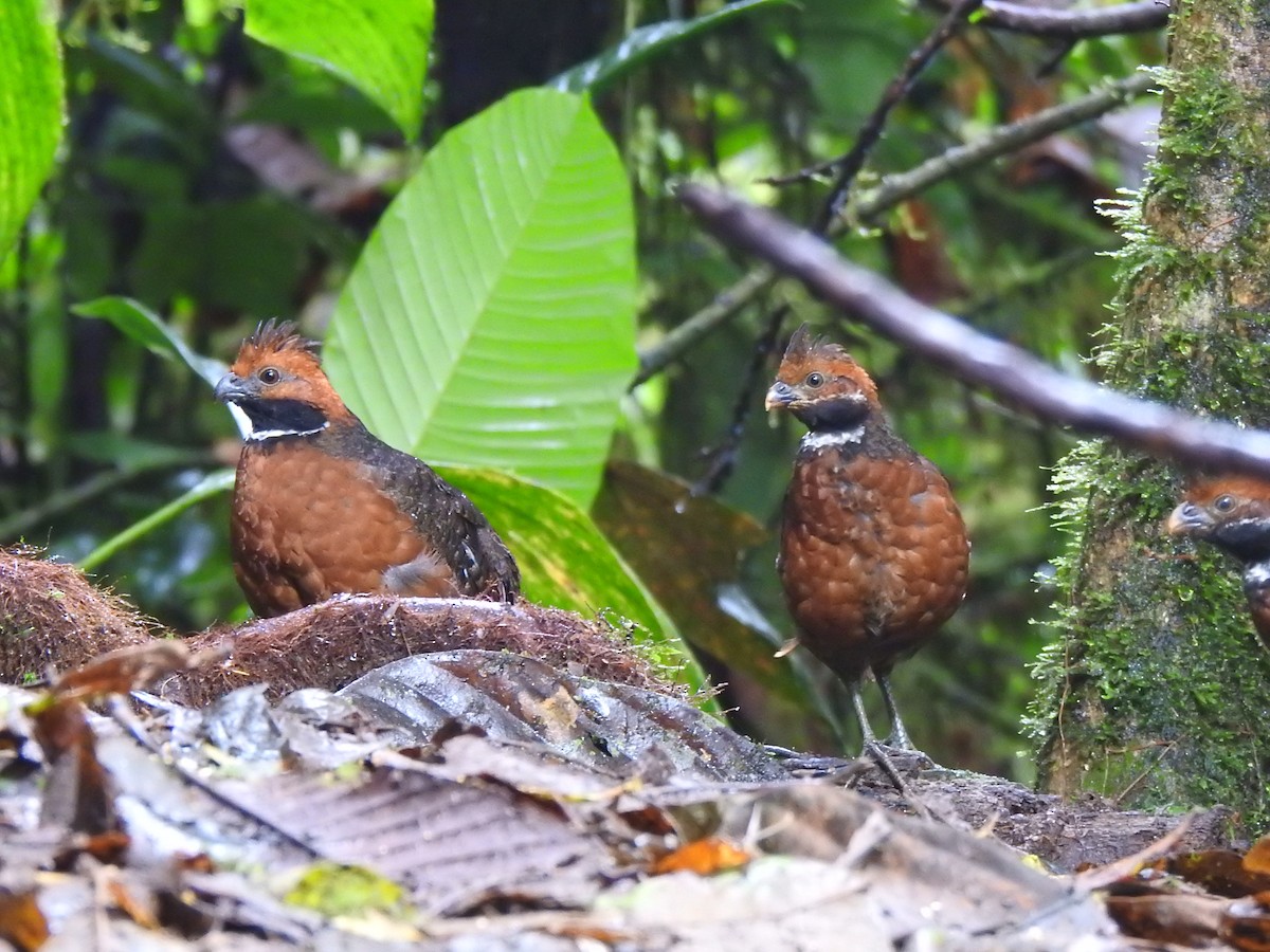 Rufous-fronted Wood-Quail - ML615496868