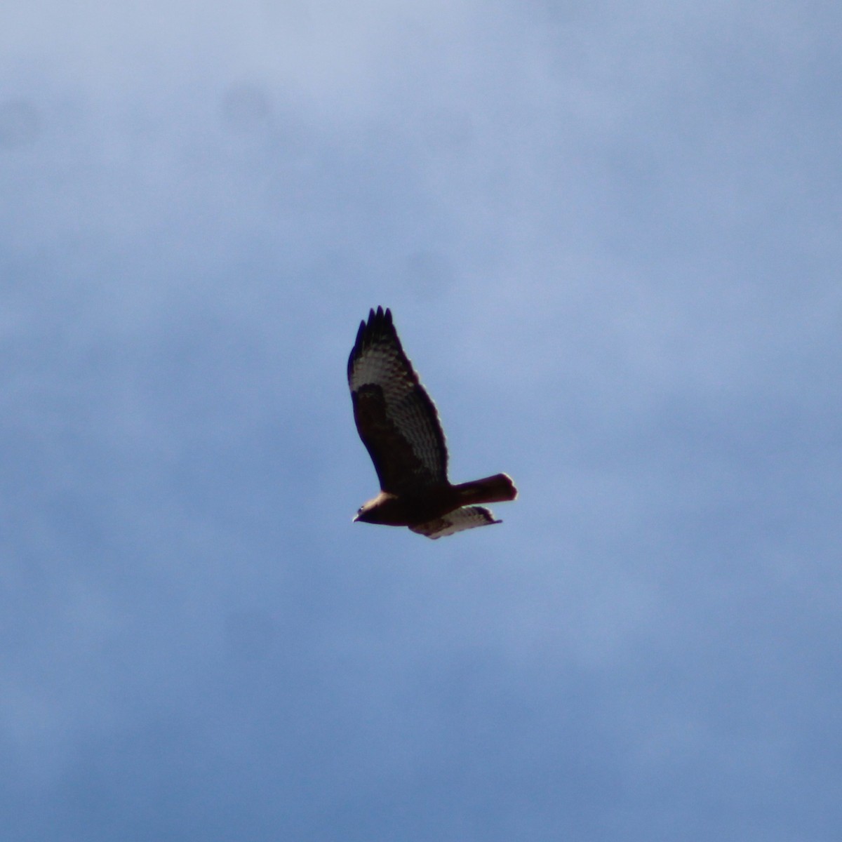 Red-tailed Hawk - ML615496892