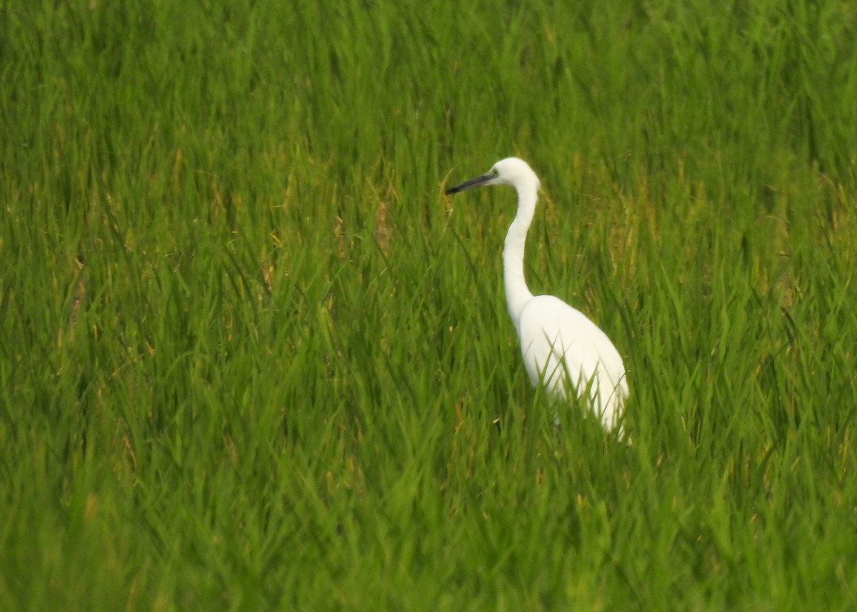 Little Egret - Carlos Otávio Gussoni