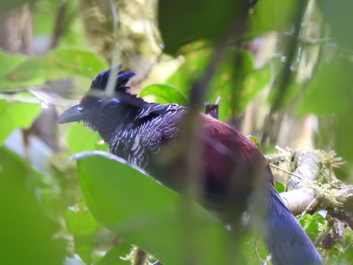 Banded Ground-Cuckoo - ML615496920