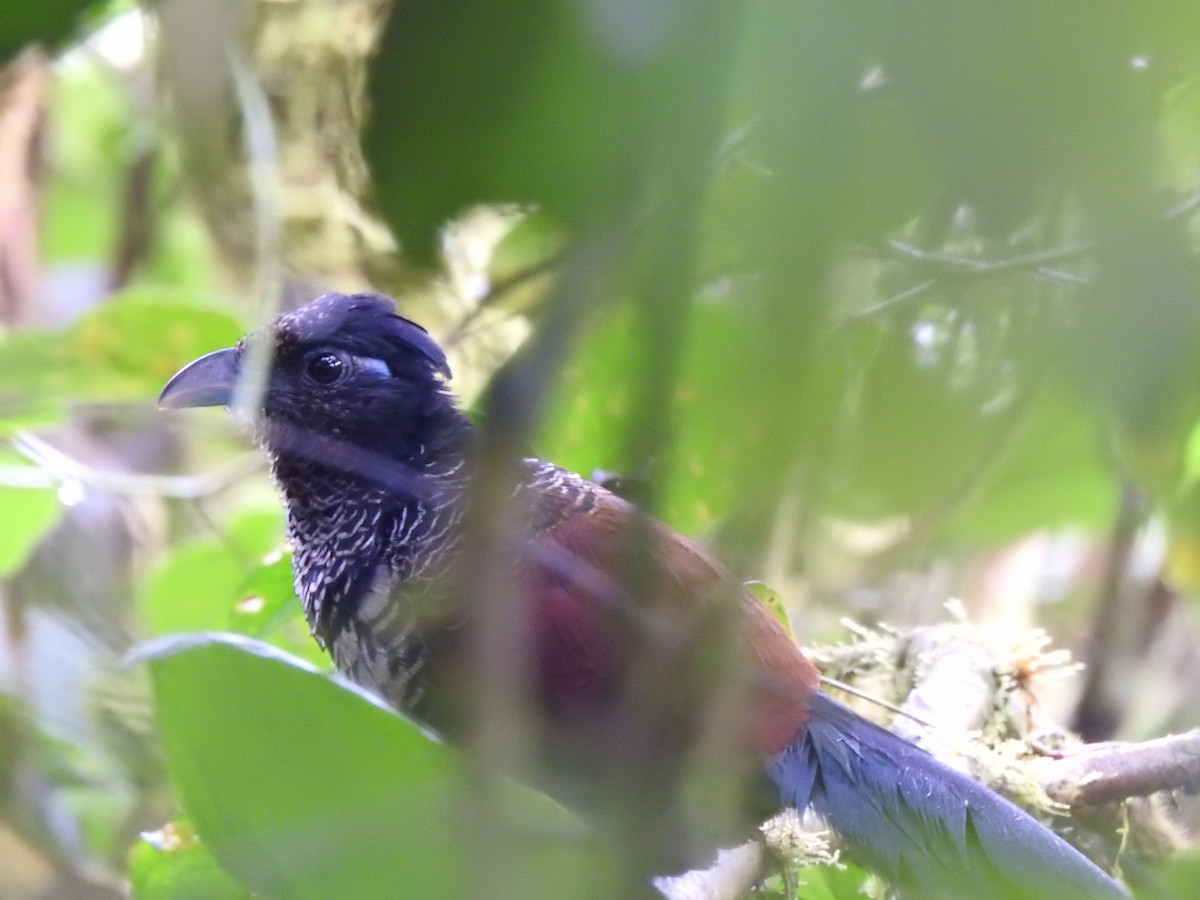 Banded Ground-Cuckoo - ML615496921