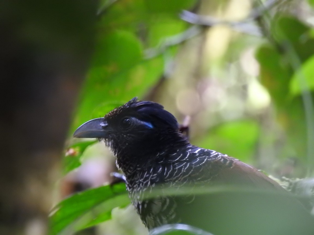 Banded Ground-Cuckoo - ML615496922