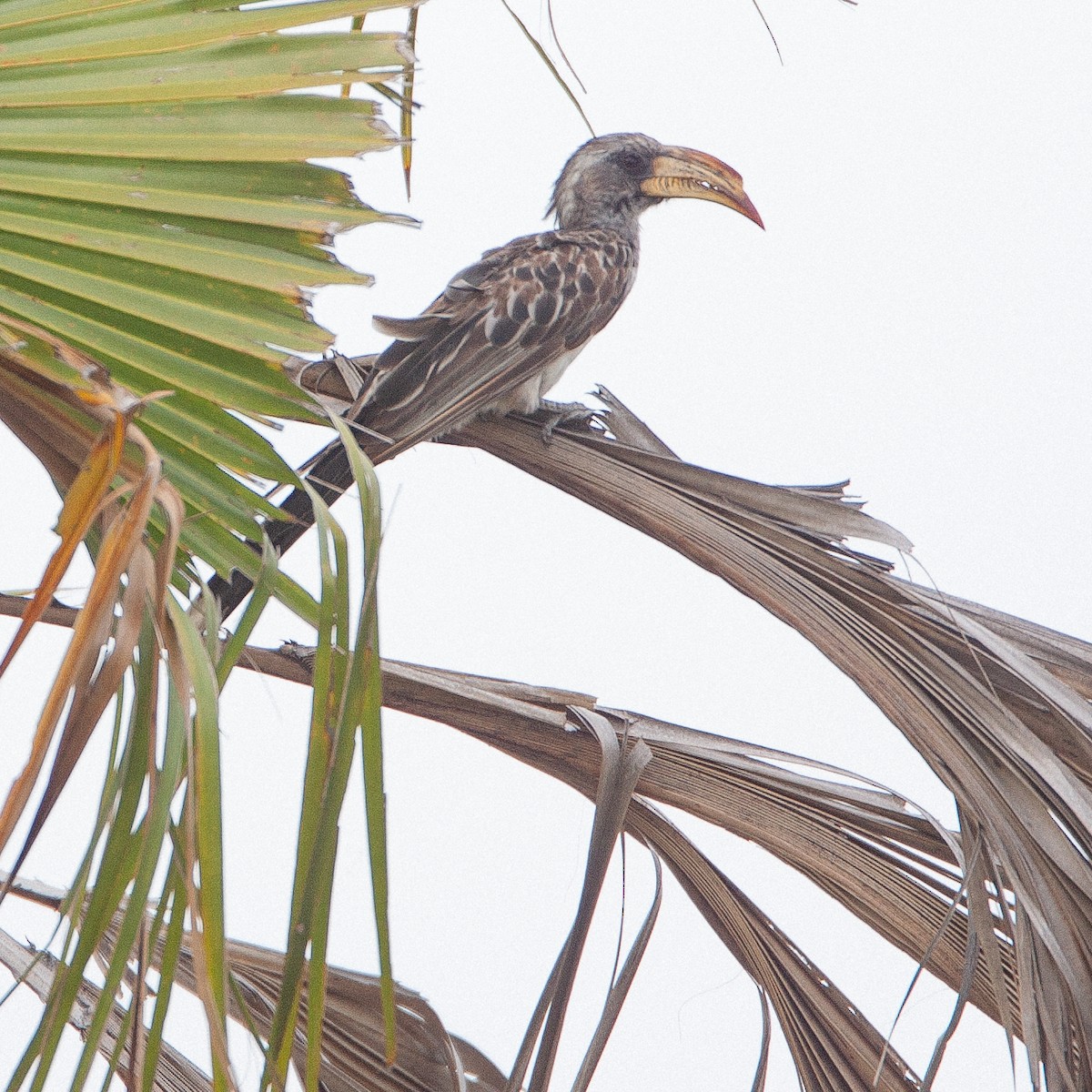 Pale-billed Hornbill - Werner Suter