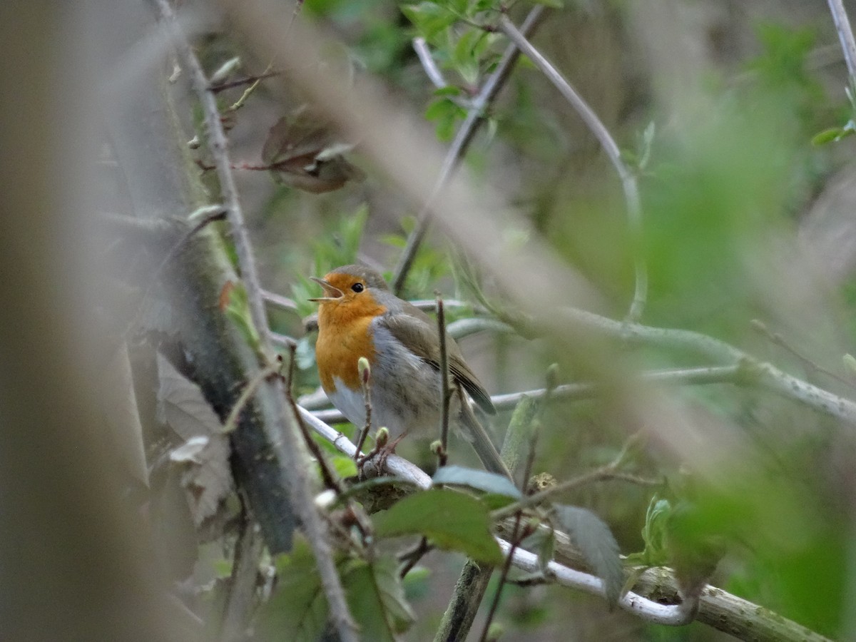 European Robin - Léo-Paul Godderis 🦜