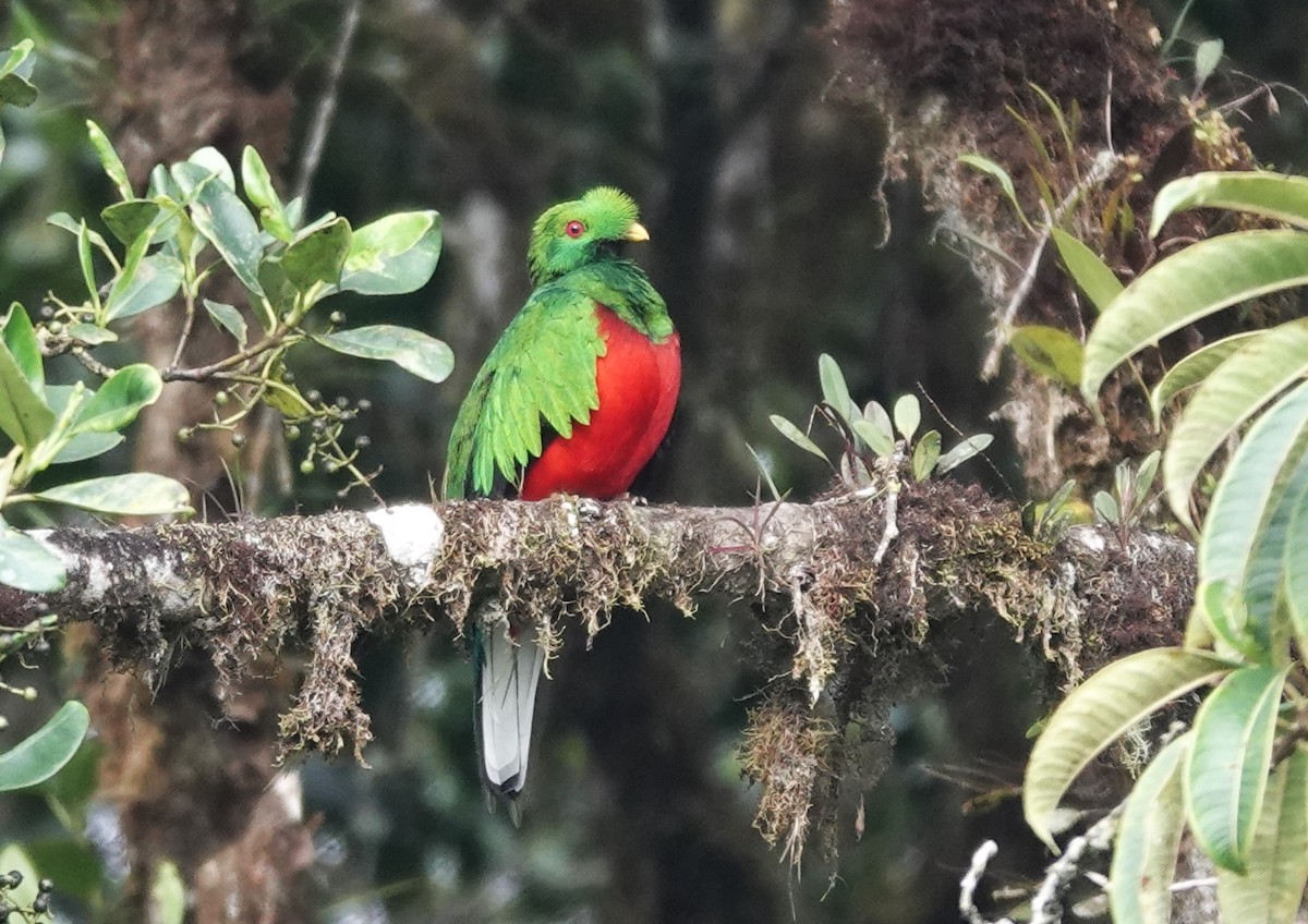 Crested Quetzal - Sophia Wong