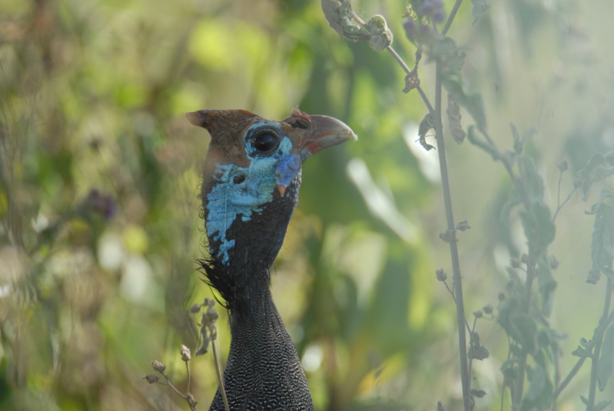 Helmeted Guineafowl - Antoni Karolak