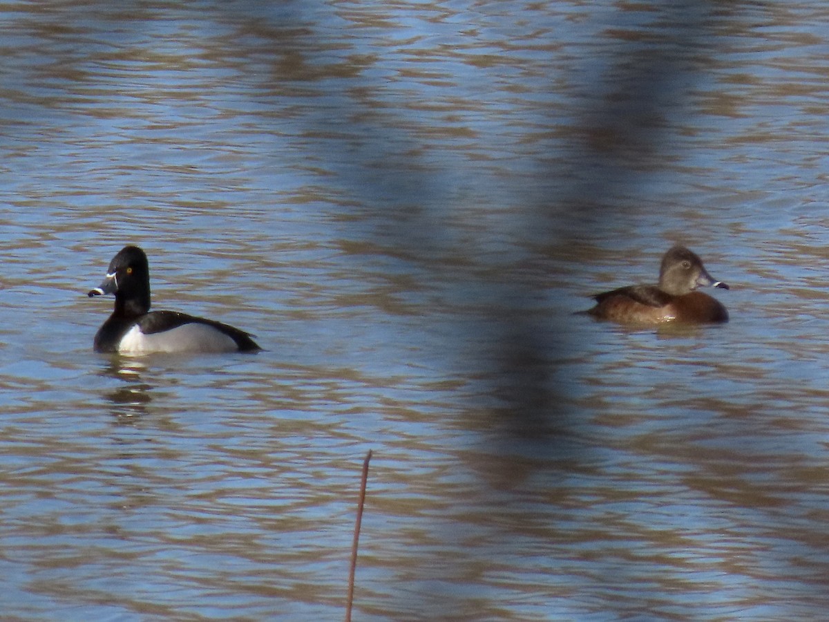 Ring-necked Duck - ML615497058