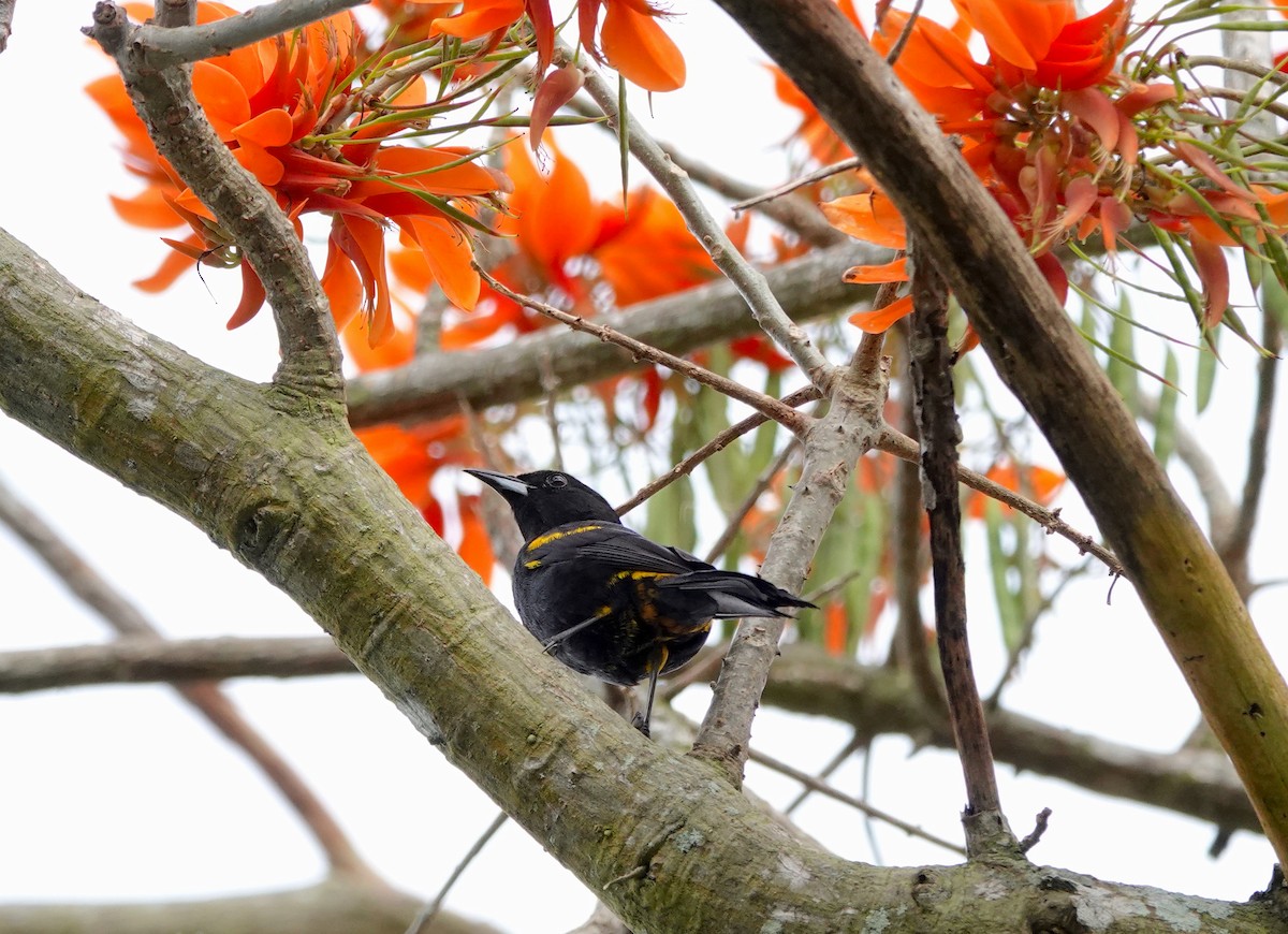 Cuban Oriole - ML615497085