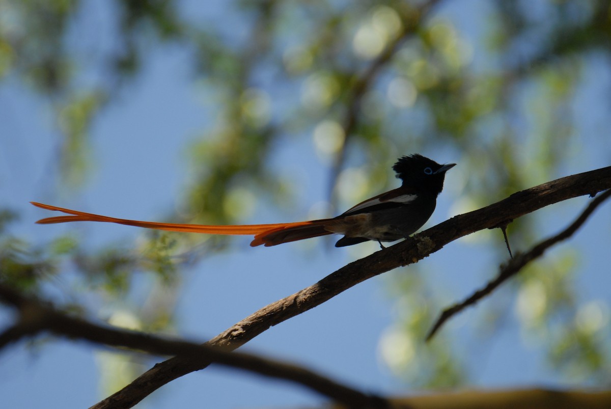 African Paradise-Flycatcher - ML615497087