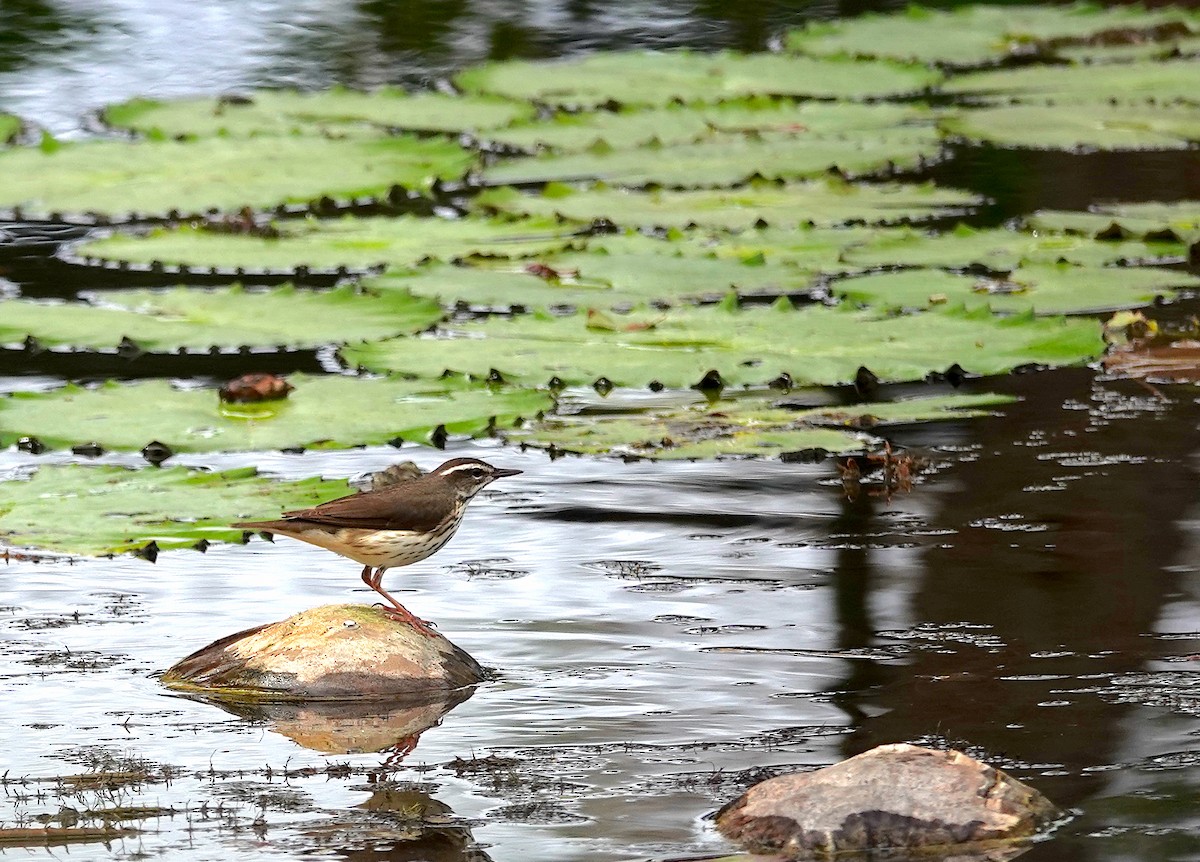 Louisiana Waterthrush - ML615497104