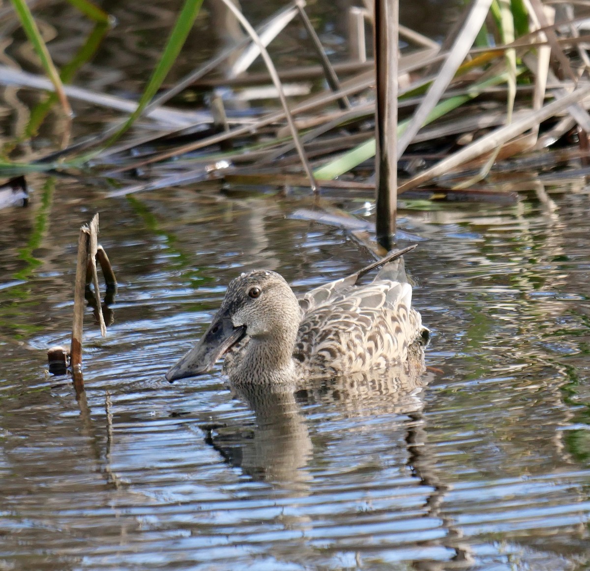 Northern Shoveler - ML615497105