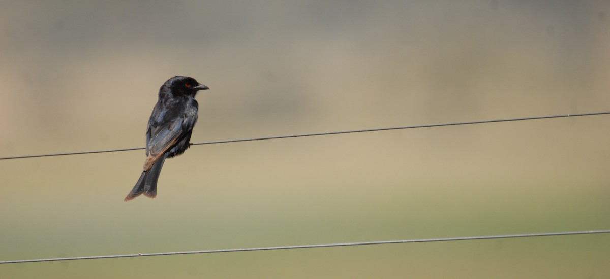 Çatal Kuyruklu Drongo - ML615497106