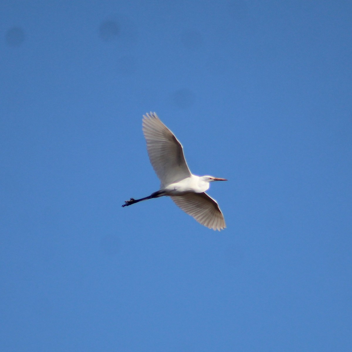 Great Egret - ML615497141