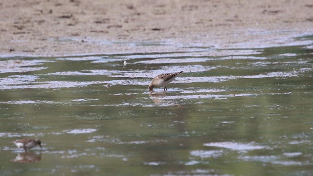 Pectoral Sandpiper - ML615497207