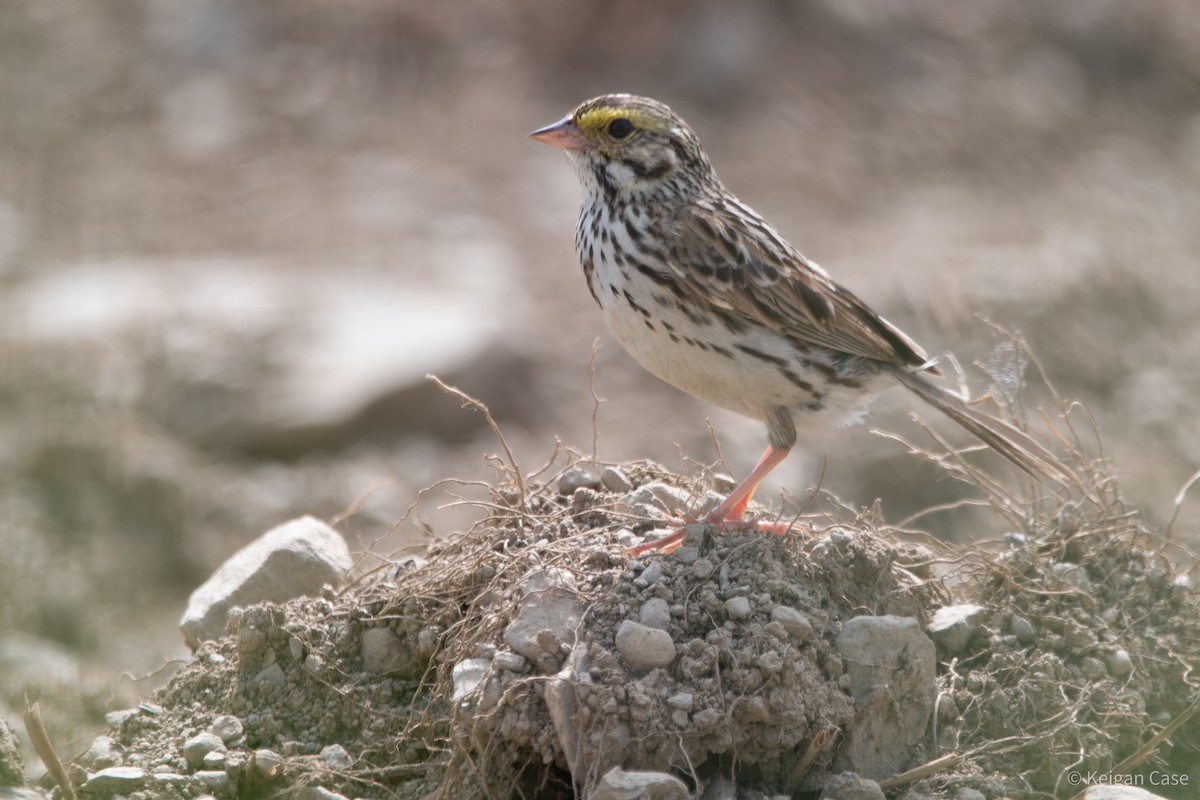 Savannah Sparrow - ML615497237