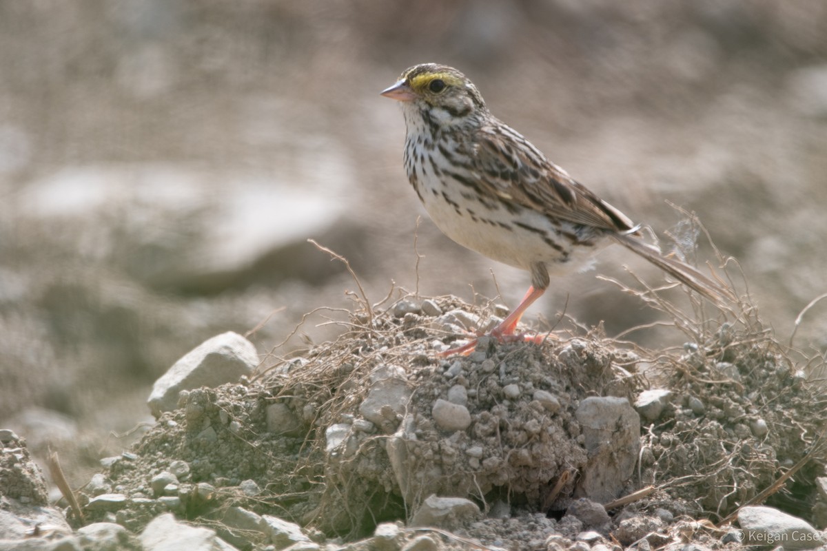 Savannah Sparrow - ML615497238