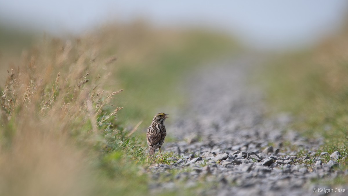 Savannah Sparrow - Keigan Case