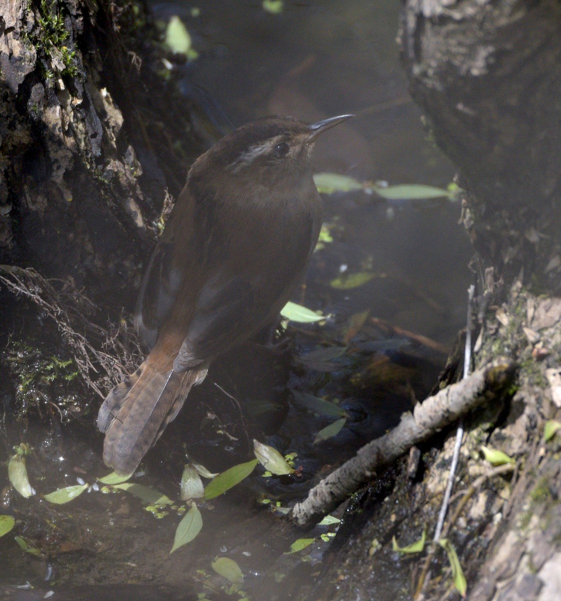 Marsh Wren - ML615497246