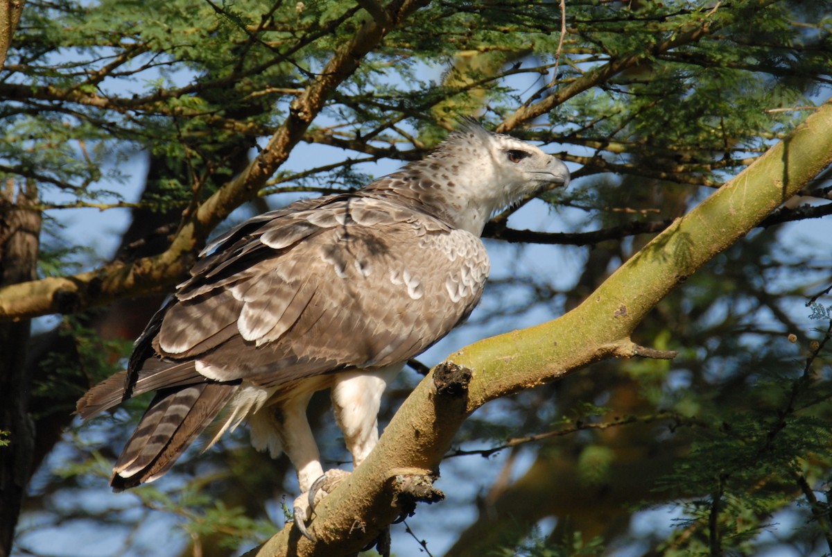 Martial Eagle - ML615497259