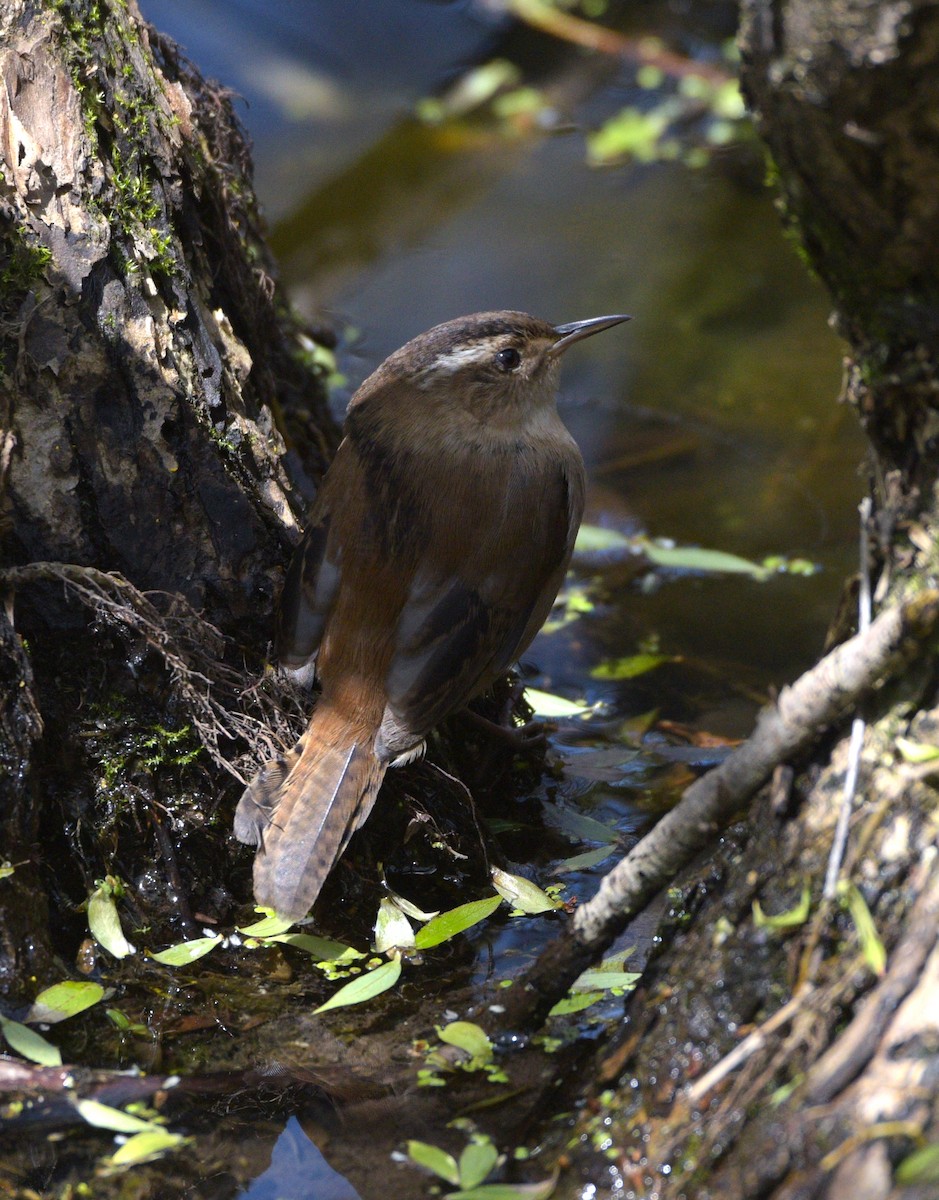 Marsh Wren - ML615497276