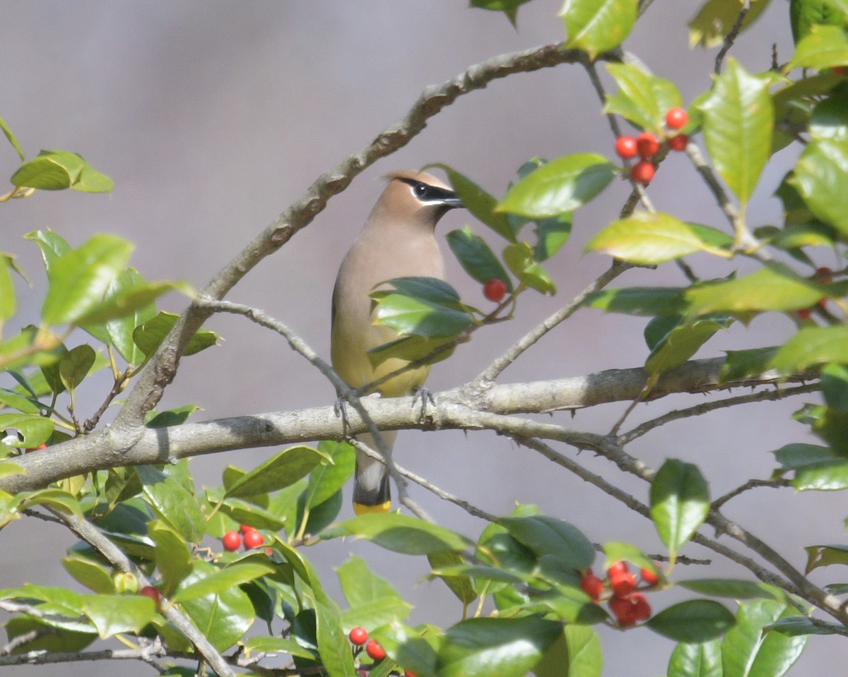 Cedar Waxwing - ML615497338