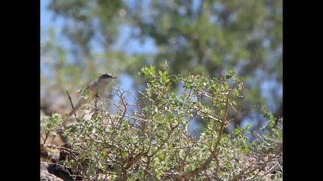 Lesser Whitethroat (Hume's) - ML615497403