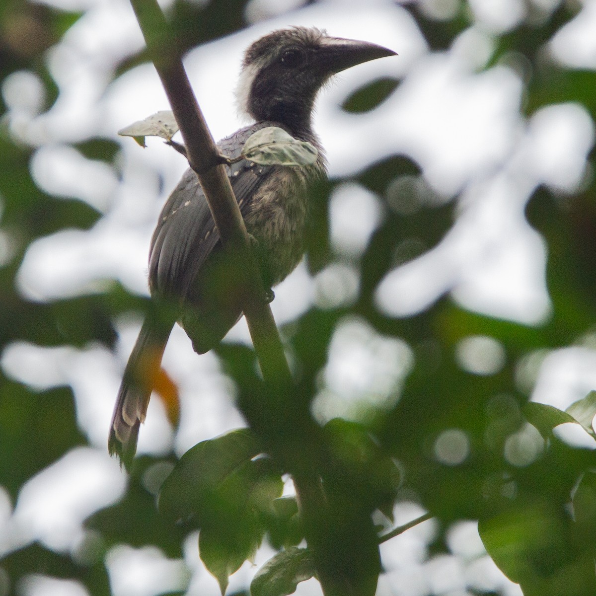 Western Dwarf Hornbill - ML615497451