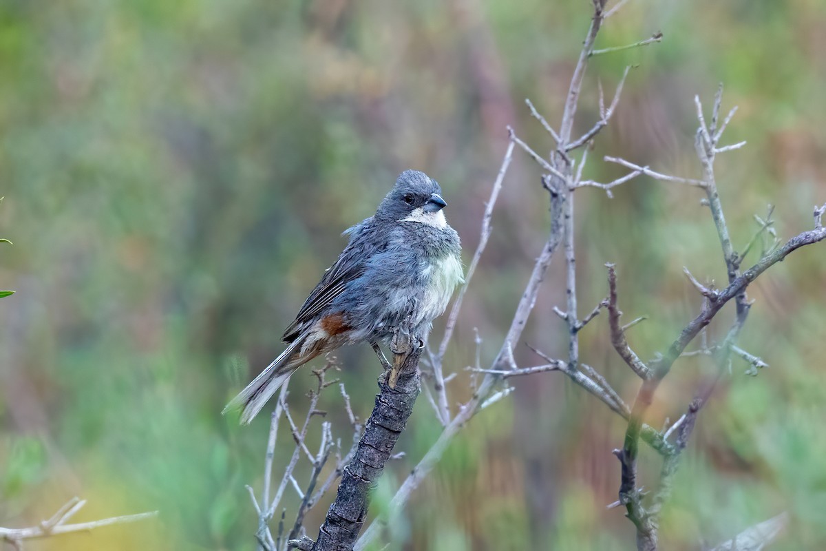 Diuca Finch - Thibaud Aronson