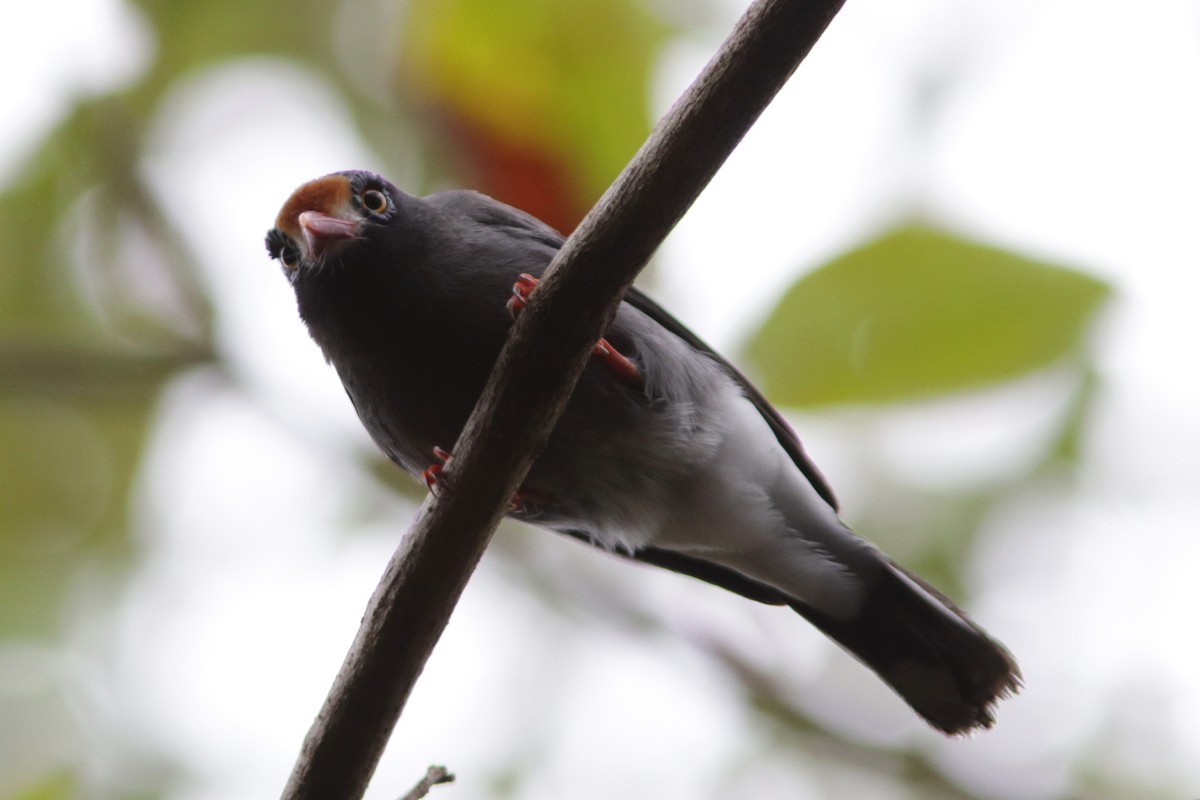 Chestnut-fronted Helmetshrike - ML615497509