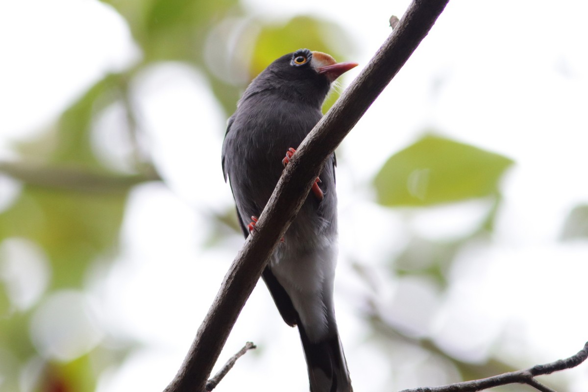 Chestnut-fronted Helmetshrike - ML615497510