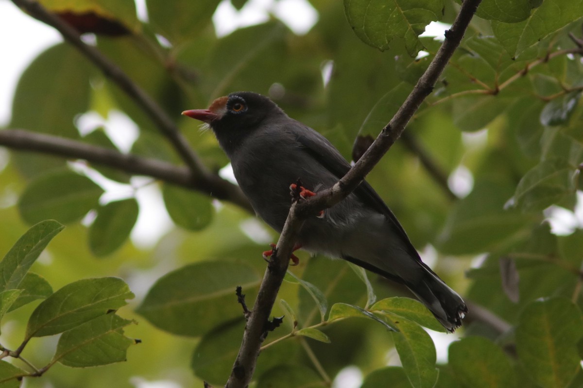 Chestnut-fronted Helmetshrike - ML615497511